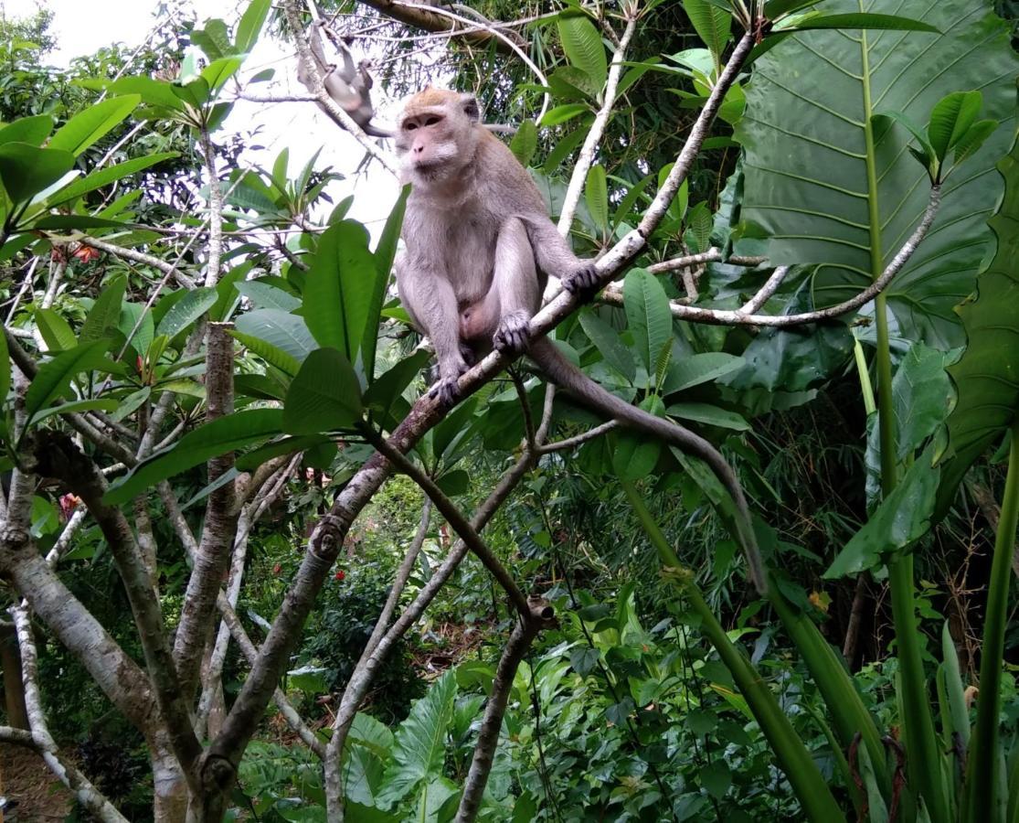 Khao Sok River & Jungle Resort Khao Sok National Park 外观 照片